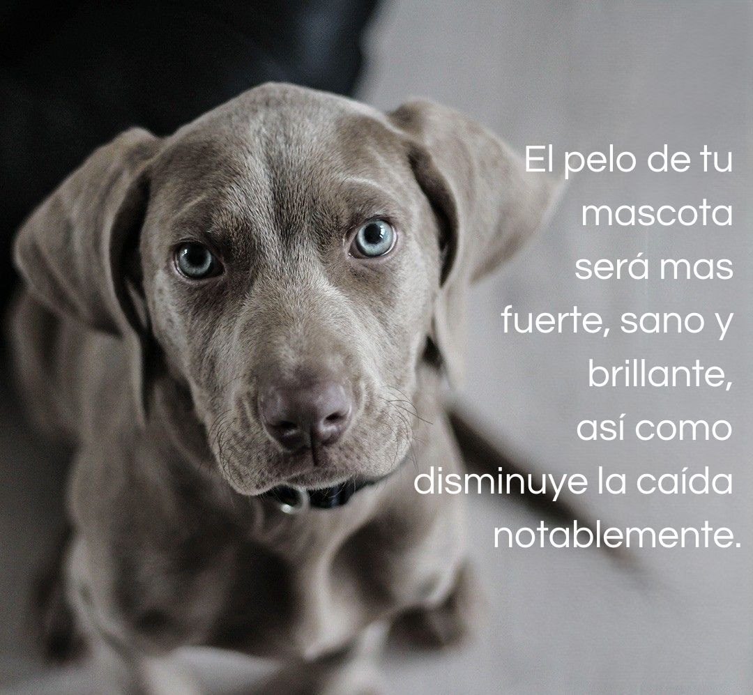 Pelo y Piel