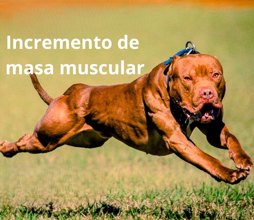 Musculatura